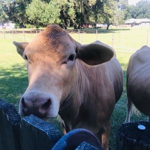 Meet your Posher, Amelia